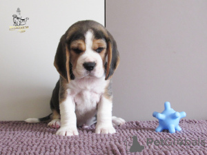 Photo №4. Je vais vendre beagle en ville de Приморск. de la fourrière - prix - 700€