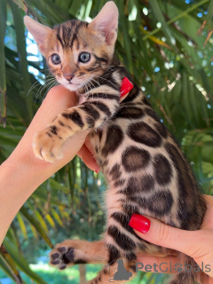 Photo №4. Je vais vendre bengal en ville de Brême. éleveur - prix - négocié
