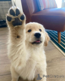 Photo №3. CHIBS GOLDEN Retriever incroyables à la recherche d'une bonne maison. Allemagne