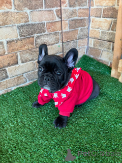 Photo №1. bouledogue - à vendre en ville de Berlin | négocié | Annonce №154927