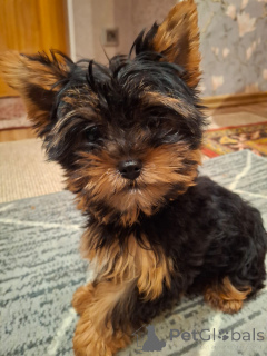Photo №1. biewer yorkshire terrier, yorkshire terrier - à vendre en ville de Helsinki | 750€ | Annonce №164296