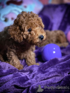 Photos supplémentaires: Chiots caniches jouets