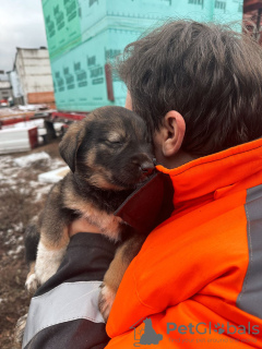 Photos supplémentaires: Les bébés chiots recherchent de toute urgence un foyer !