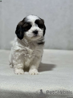 Photo №2 de l'annonce № 44774 de la vente shih tzu - acheter à Allemagne 