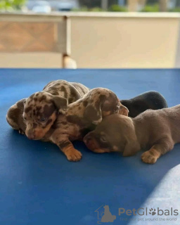 Photos supplémentaires: Adorables chiots teckel disponibles - Prêts pour leur foyer éternel !