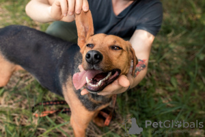 Photo №2 de l'annonce № 32285 de la vente chien bâtard - acheter à Fédération de Russie annonce privée