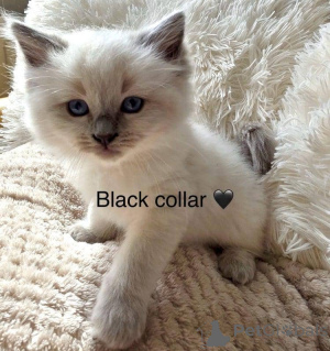 Photo №4. Je vais vendre ragdoll en ville de Дублин.  - prix - 498€