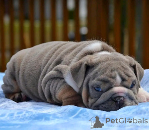 Photo №3. Englische Bulldogge Welpen Zur adoption. Allemagne