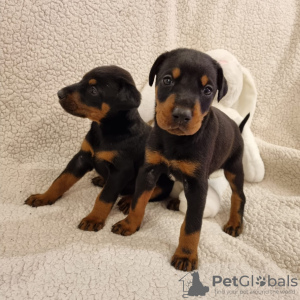 Photo №1. dobermann - à vendre en ville de Gelsenkirchen | Gratuit | Annonce №125185