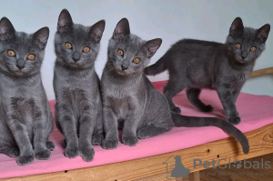 Photo №1. chartreux - à vendre en ville de Paris | négocié | Annonce № 123139