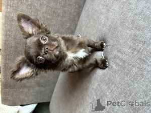 Photo №3. Garçon chihuahua. Biélorussie