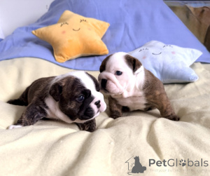 Photo №1. bulldog anglais - à vendre en ville de Anvers | Gratuit | Annonce №172330