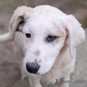 Photo №2 de l'annonce № 166540 de la vente  - acheter à Allemagne éleveur