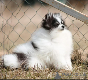Photo №3. Mini Spitz de Poméranie. Lituanie