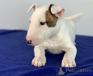 Photo №1. bull terrier - à vendre en ville de Chisinau | négocié | Annonce №124380