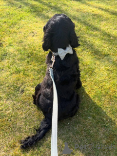 Photo №2 de l'annonce № 177477 de la vente cocker spaniel anglais - acheter à France annonce privée