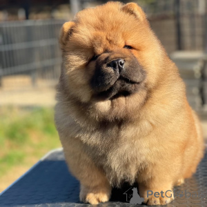 Photo №1. chow-chow - à vendre en ville de Port de l'Alabama | 872€ | Annonce №157407