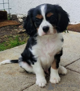 Photo №2 de l'annonce № 127155 de la vente cavalier king charles spaniel - acheter à Allemagne annonce privée