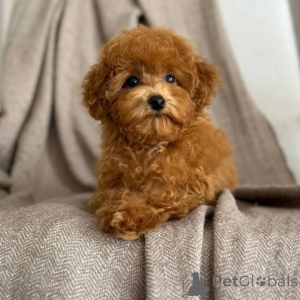 Photo №1. caniche (jouet) - à vendre en ville de Helsinki | 1000€ | Annonce №163134