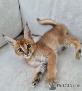 Photo №4. Je vais vendre caracal en ville de Nuuk. éleveur - prix - négocié