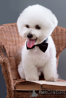 Photos supplémentaires: Chiots bichon frisé