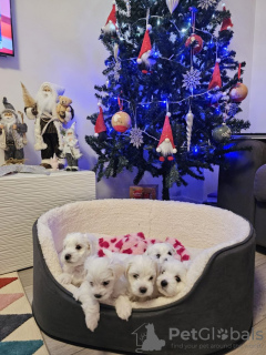 Photo №2 de l'annonce № 131463 de la vente bichon à poil frisé - acheter à Belgique annonce privée, éleveur