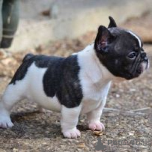 Photo №1. bouledogue - à vendre en ville de Hartford | 473€ | Annonce №109924