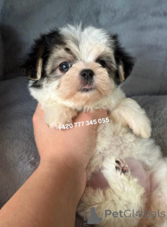 Photo №2 de l'annonce № 135896 de la vente maltipu - acheter à Allemagne éleveur