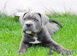 Photo №3. Chiots Staffy bleu anglais de race pure. USA