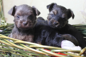 Photo №4. Je vais vendre yorkshire terrier en ville de Moscou. annonce privée - prix - 215€