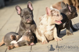 Photos supplémentaires: BOULEDOGUE FRANÇAIS - couleurs exotiques