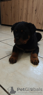 Photo №1. rottweiler - à vendre en ville de Gostynin | Gratuit | Annonce №126692