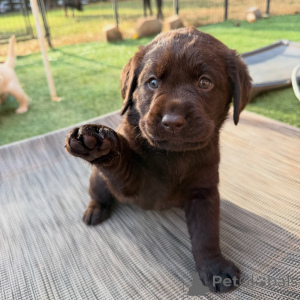 Photo №2 de l'annonce № 178549 de la vente labrador retriever - acheter à Allemagne éleveur