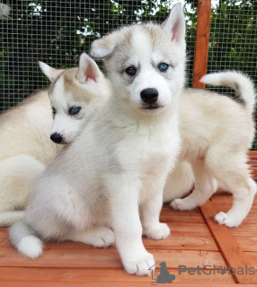 Photo №3. Chiots Husky Sibérien mâles et femelles en bonne santé avec entraînement à. Pays Bas