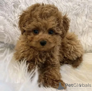 Photo №4. Je vais vendre caniche (nain) en ville de Cracovie. éleveur - prix - négocié