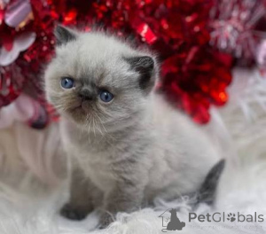 Photo №1. british shorthair - à vendre en ville de Daffris | négocié | Annonce № 173799