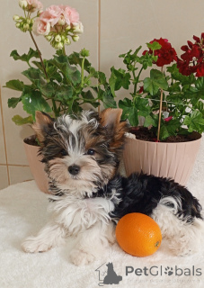 Photo №1. biewer yorkshire terrier - à vendre en ville de Балыкесир | 531€ | Annonce №139124