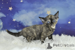 Photo №2 de l'annonce № 164661 de la vente devon rex - acheter à La finlande annonce privée, éleveur