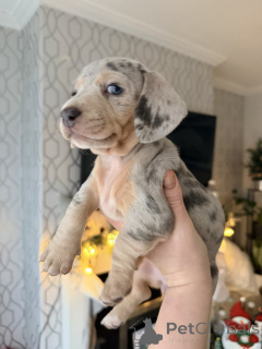 Photo №2 de l'annonce № 161561 de la vente chien bâtard - acheter à Australie annonce privée