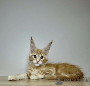 Photo №2 de l'annonce № 163723 de la vente maine coon - acheter à Allemagne éleveur