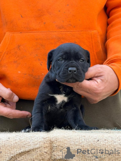 Photo №2 de l'annonce № 173340 de la vente cane corso - acheter à Allemagne annonce privée