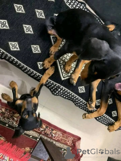 Photo №3. Les adorables chiots Dobermann recherchent des foyers aimants pour toujours.. Danemark