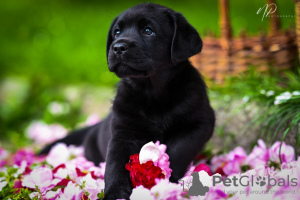 Photo №1. labrador retriever - à vendre en ville de Karlovac | 1300€ | Annonce №105798