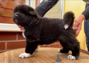 Photo №4. Je vais vendre akita (chien) en ville de Silkeborg. annonce privée - prix - 500€