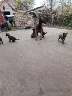 Photo №3. Chiots Berger Belge (Malinois). Serbie