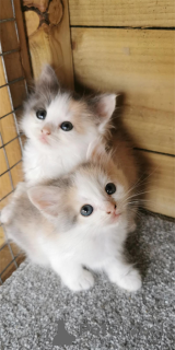 Photo №1.  - à vendre en ville de Beiersdorf | 350€ | Annonce № 153138