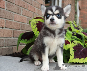 Photo №1. husky de sibérie - à vendre en ville de Arrondissement de Berchtesgaden-Campagne | négocié | Annonce №158060