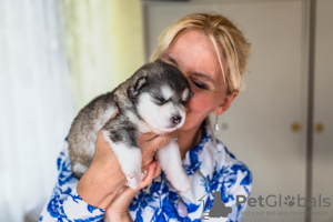 Photos supplémentaires: Chiots Malamute d'Alaska