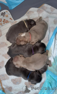 Photo №1. bouledogue - à vendre en ville de Falkenberg | 400€ | Annonce №171985