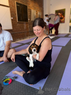 Photo №1. beagle - à vendre en ville de Cuxhaven | négocié | Annonce №173336